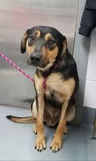 Rottweiler Dogs for adoption in Mission, KS, USA