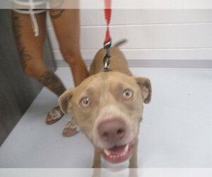 American Pit Bull Terrier-Unknown Mix Dogs for adoption in Ocala, FL, USA