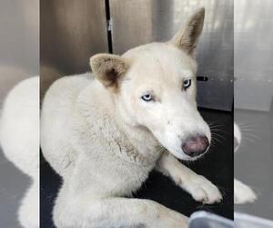 - Mix Dogs for adoption in San Antonio, TX, USA