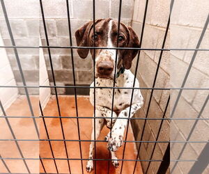 German Shorthaired Pointer Dogs for adoption in MIDWAY, UT, USA