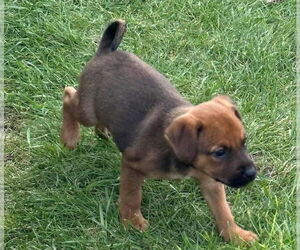 Labrador Retriever-Unknown Mix Dogs for adoption in Lakewood, CO, USA
