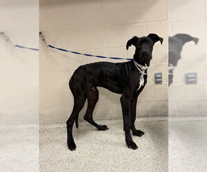 Great Dane-Unknown Mix Dogs for adoption in Conroe, TX, USA