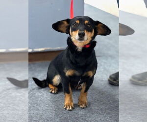Dachshund-Shiba Inu Mix Dogs for adoption in Batavia, NY, USA