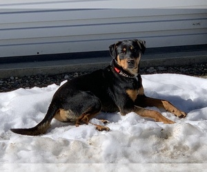 Medium Photo #1 Rottweiler-Unknown Mix Puppy For Sale in San Jose, CA, USA