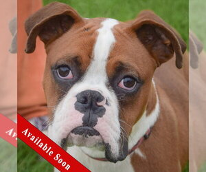 Boxer Dogs for adoption in Huntley, IL, USA