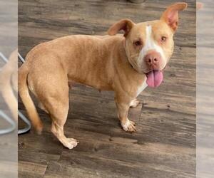 Bulldog Dogs for adoption in Gainesville, FL, USA