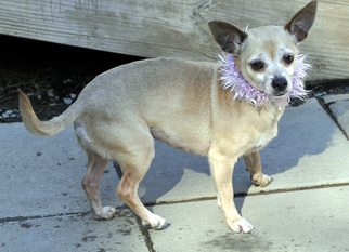 Chihuahua Dogs for adoption in Siler City, NC, USA