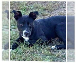 Labrador Retriever-Unknown Mix Dogs for adoption in Brewster, NY, USA