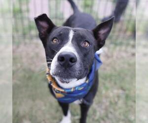 American Staffordshire Terrier Dogs for adoption in San Antonio, TX, USA