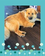 Golden Shepherd Dogs for adoption in Genoa City, WI, USA