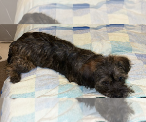 Miniature Schnauzer-Unknown Mix Dogs for adoption in Grafton, WI, USA