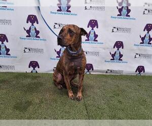 American Pit Bull Terrier-Unknown Mix Dogs for adoption in Orlando, FL, USA