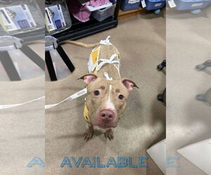 American Bulldog-Unknown Mix Dogs for adoption in Oro Medonte, Ontario, Canada