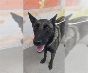 Mutt Dogs for adoption in San Bernardino, CA, USA