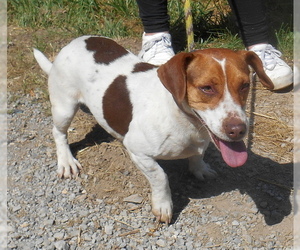 Beagle-Unknown Mix Dogs for adoption in Dickson, TN, USA