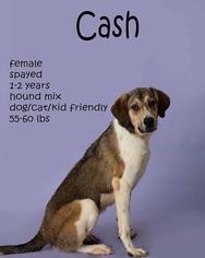 Treeing Walker Coonhound-Unknown Mix Dogs for adoption in Valparaiso, IN, USA
