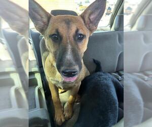 German Shepherd Dog Dogs for adoption in Stockton, CA, USA