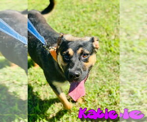 Mutt Dogs for adoption in Waldron, AR, USA