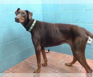Doberman Pinscher Dogs for adoption in Downey, CA, USA