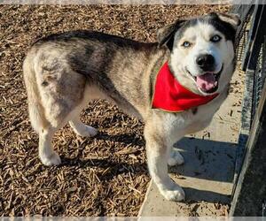 Siberian Husky-Unknown Mix Dogs for adoption in Orange, CA, USA