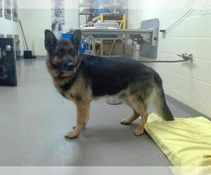 German Shepherd Dog Dogs for adoption in Denver, CO, USA