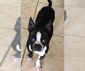 Boston Terrier Dogs for adoption in Royal Palm Beach, FL, USA
