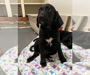 Mutt Dogs for adoption in Alturas, CA, USA