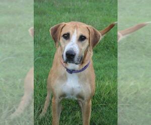 English Foxhound-Mountain Cur Mix Dogs for adoption in Natchitoches, LA, USA