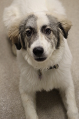 Great Pyrenees Dogs for adoption in Oskaloosa, IA, USA