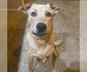 Red Heeler-Unknown Mix Dogs for adoption in Spring Hill, KS, USA