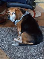 Beagle Dogs for adoption in Lewistown, PA, USA