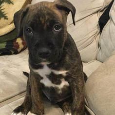 Bullboxer Pit Dogs for adoption in Minneapolis, MN, USA