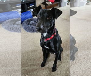 Labrador Retriever-Whippet Mix Dogs for adoption in Princeton, MN, USA
