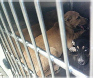 German Shepherd Dog Dogs for adoption in Oklahoma City, OK, USA