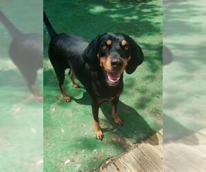 Black and Tan Coonhound Dogs for adoption in Fort Walton Beach, FL, USA