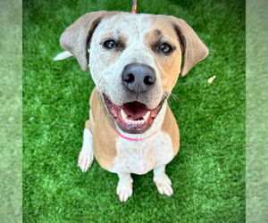 Mutt Dogs for adoption in Canton, CT, USA