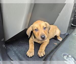 Labrador Retriever-Unknown Mix Dogs for adoption in Fort Lauderdale, FL, USA