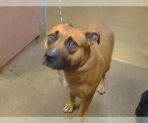Mutt Dogs for adoption in Sacramento, CA, USA