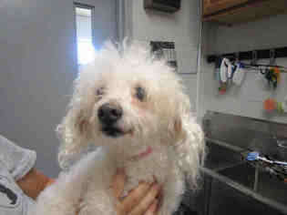 Poodle (Miniature) Dogs for adoption in Bowling Green, OH, USA