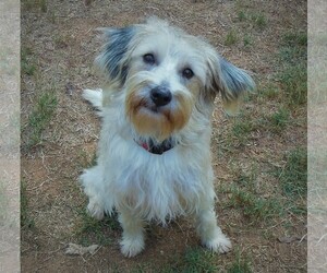 Cairn Terrier-Unknown Mix Dogs for adoption in Newnan, GA, USA