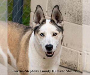 Siberian Husky-Unknown Mix Dogs for adoption in Toccoa, GA, USA