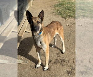 German Shepherd Dog Dogs for adoption in Riverside, CA, USA