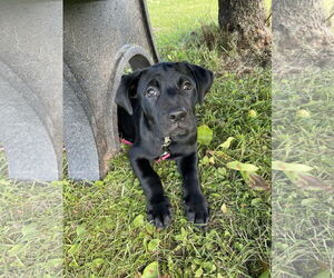 Labrador Retriever-Staffordshire Bull Terrier Mix Dogs for adoption in Duluth, MN, USA