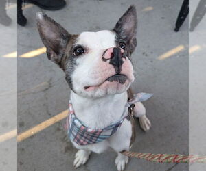 Boston Terrier-Unknown Mix Dogs for adoption in Fargo, ND, USA
