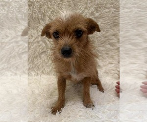 Border Terrier-Chihuahua Mix Dogs for adoption in Princeton, MN, USA