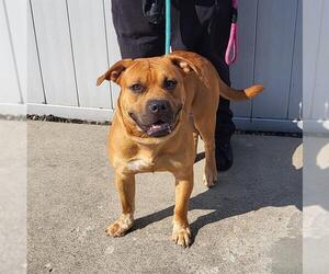 Boxer-Unknown Mix Dogs for adoption in Louisville, KY, USA