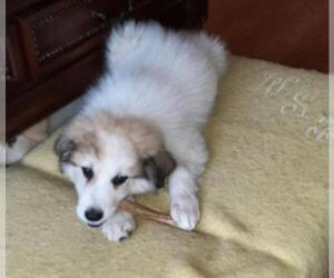 Great Pyrenees Dogs for adoption in Vernon, IN, USA
