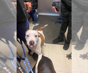 Mutt Dogs for adoption in Stockton, CA, USA