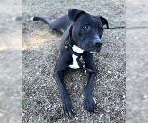 American Pit Bull Terrier-Unknown Mix Dogs for adoption in Dedham, MA, USA