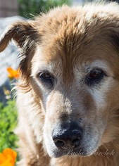 Golden Retriever Dogs for adoption in Mission viejo, CA, USA